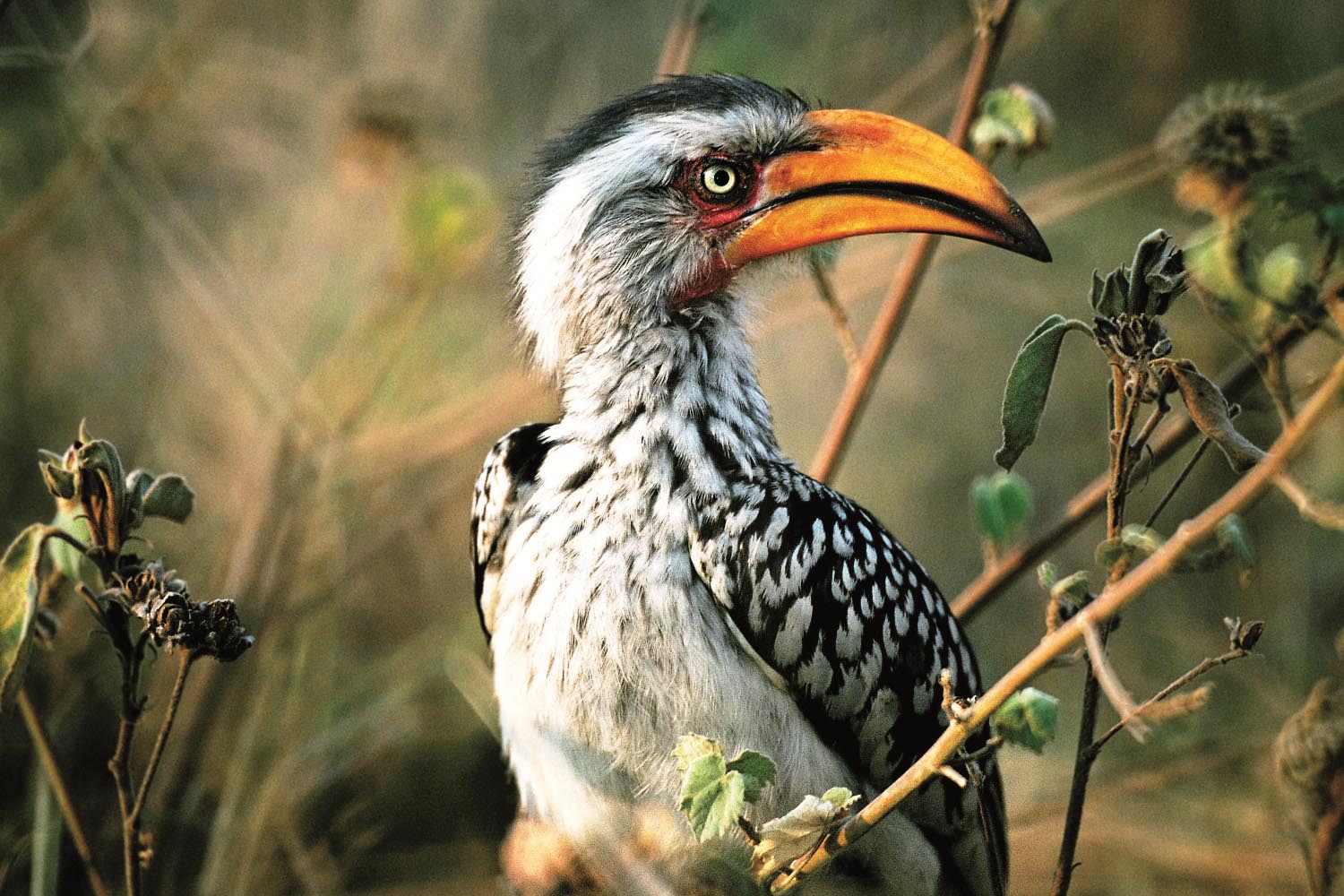 Gelbschnabeltoko-Krueger-Nationalpark-Suedafrika