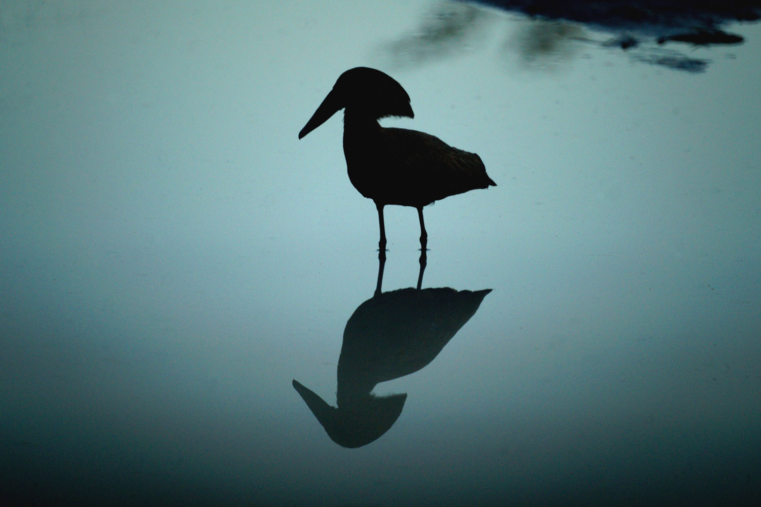 Hammerkopfvogel-Krueger-Nationalpark-Suedafrika