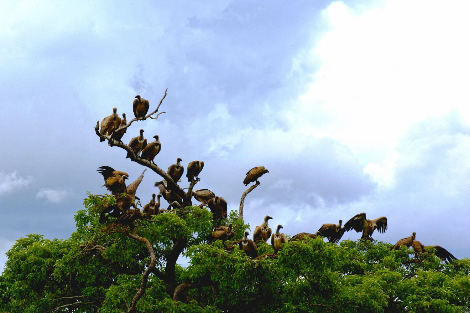 Kapgeierschwarm-Hoedspruit-Suedafrika