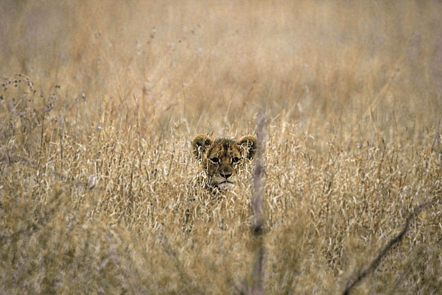Loewenjunges-Krueger-Nationalpark-Suedafrika