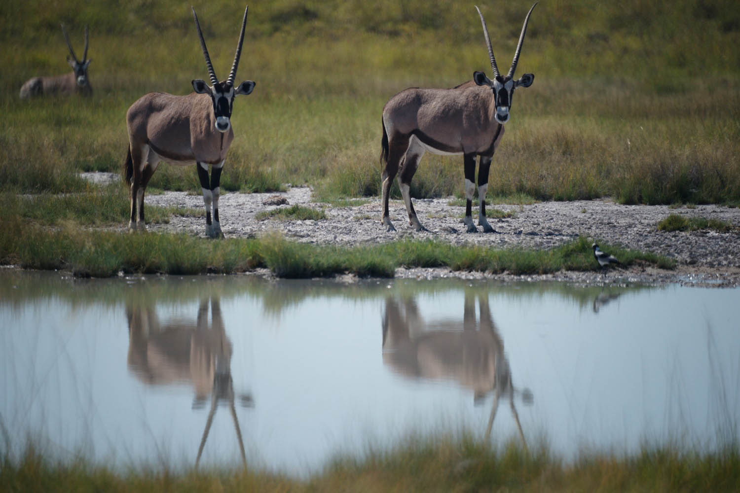 Oryx-Antilopen-Kalahari-Botswana