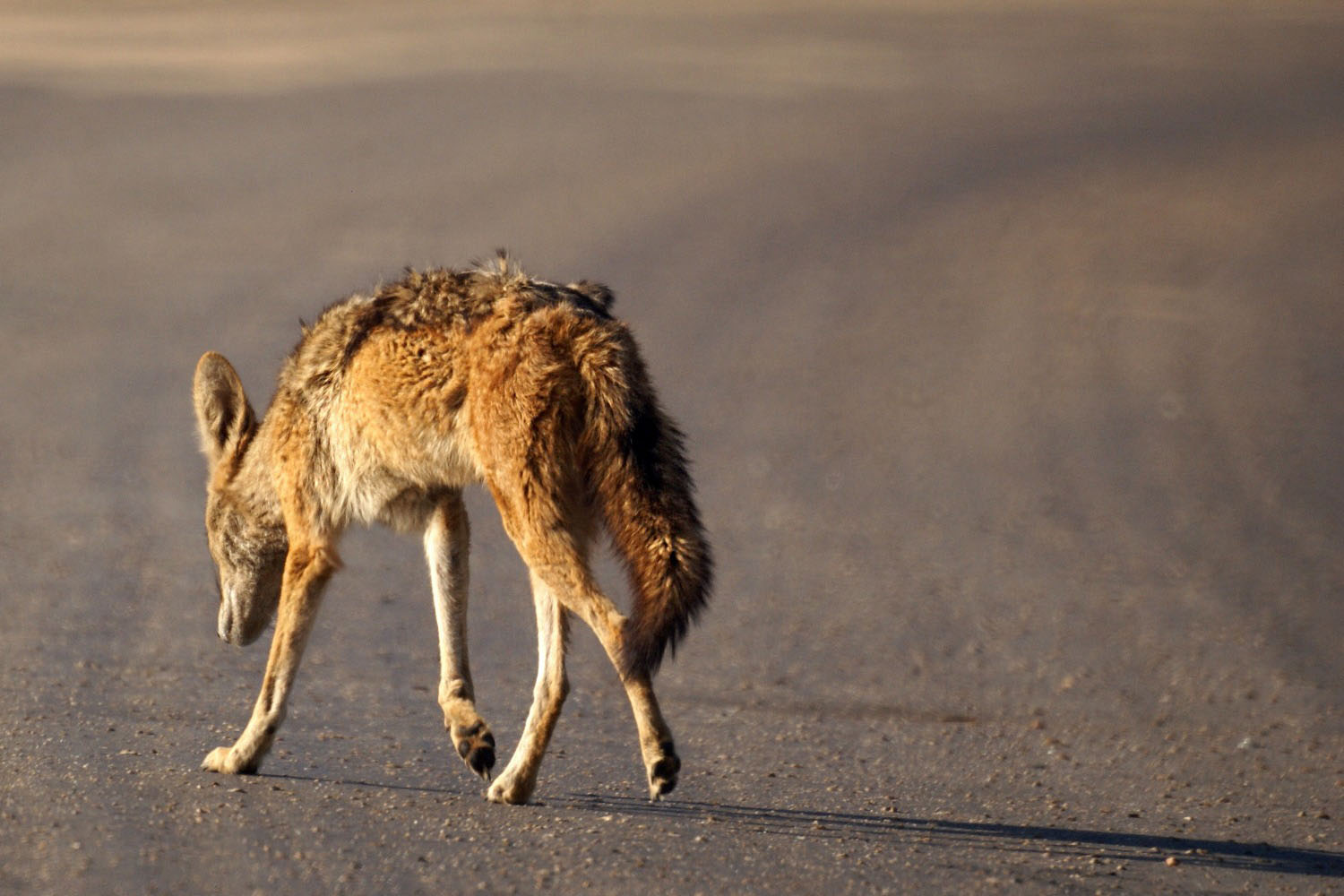 Schabrackenschakal-Krueger-Nationalpark-Suedafrika