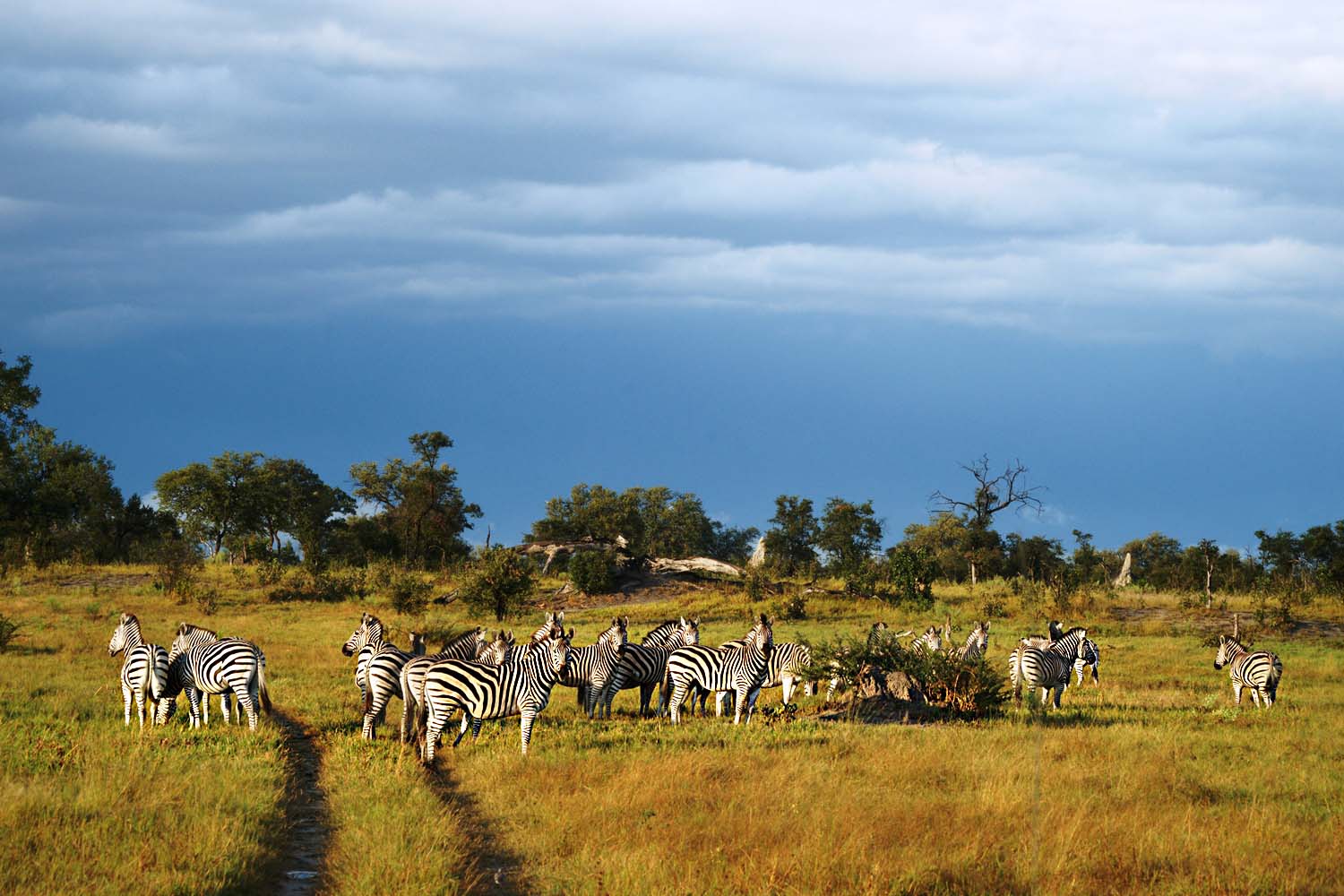 Zebraherde-Linyanti-Botswana