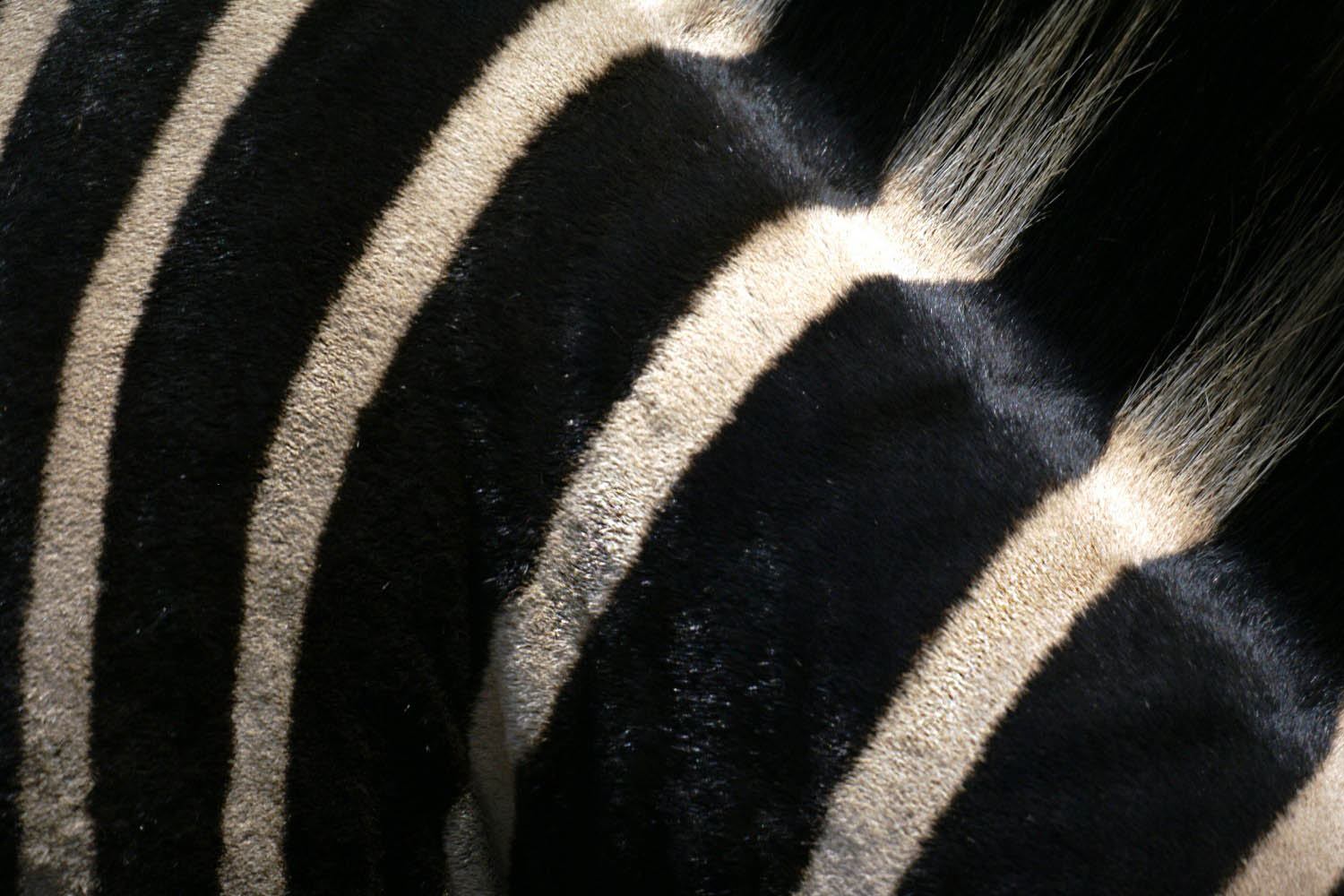 Zebrasujet-Okavango-Delta-Botswana
