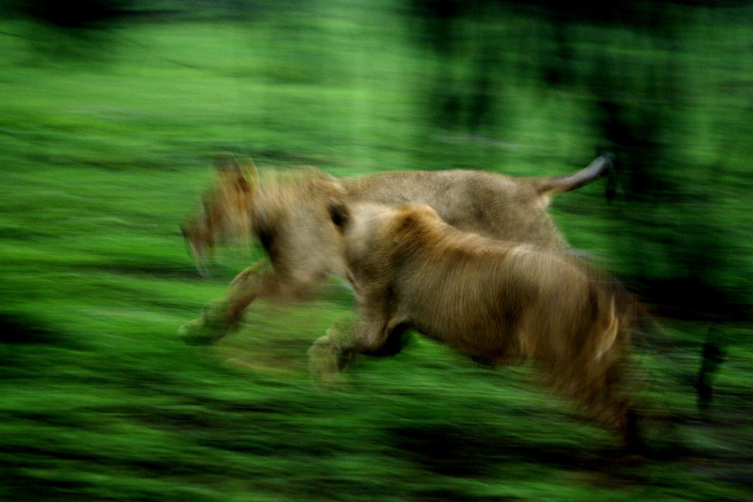 Loewenspiel-Kruger-Nationalpark-Suedafrika