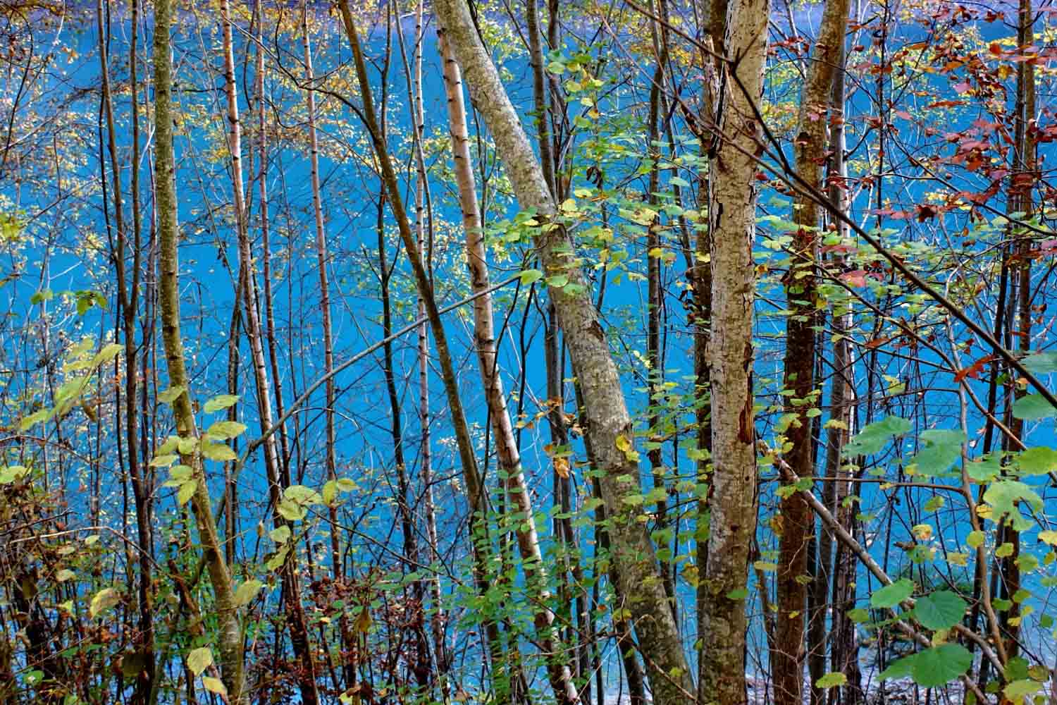 Waldlichtung-Tamina-Schlucht-Schweiz