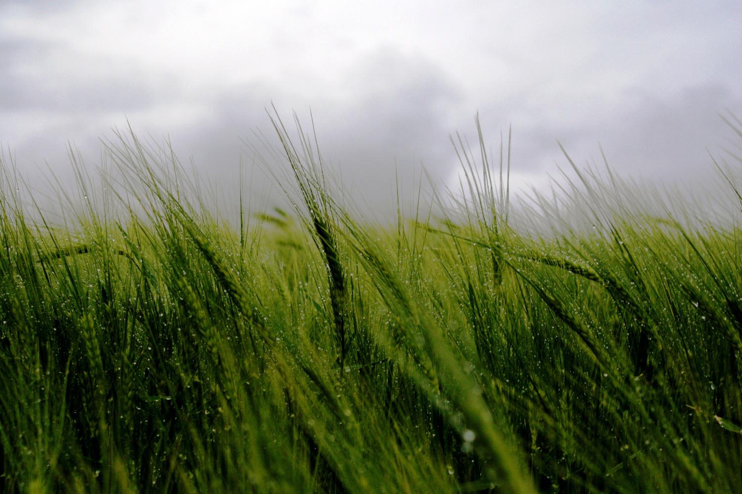 Weizenfeld-Huenenberg-Schweiz