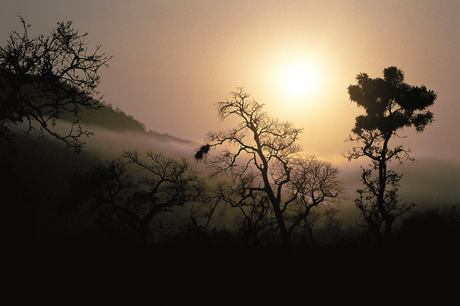 Morgenstimmung-Kruger-Nationalpark-Suedafrika