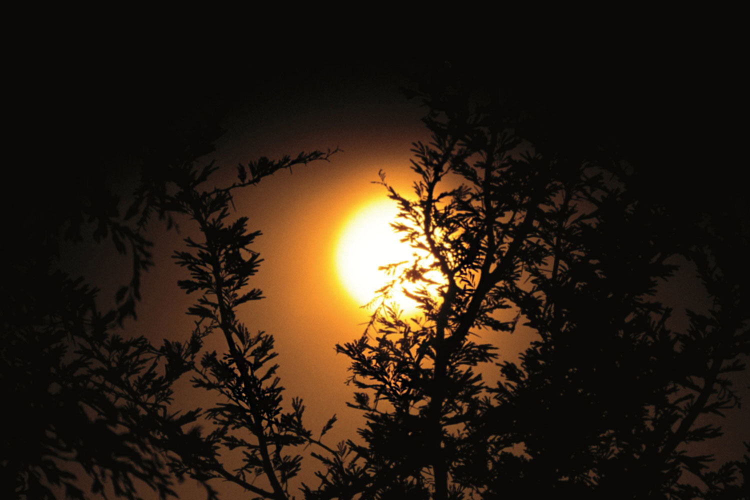 Sonnenstimmung-Kruger-Nationalpark-Suedafrika