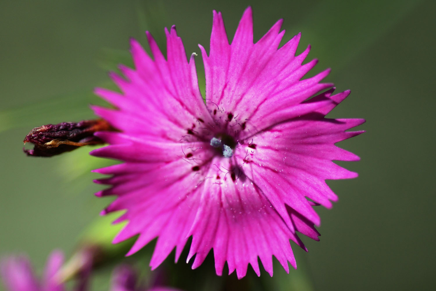 Blumenbluete-Lugano-Schweiz