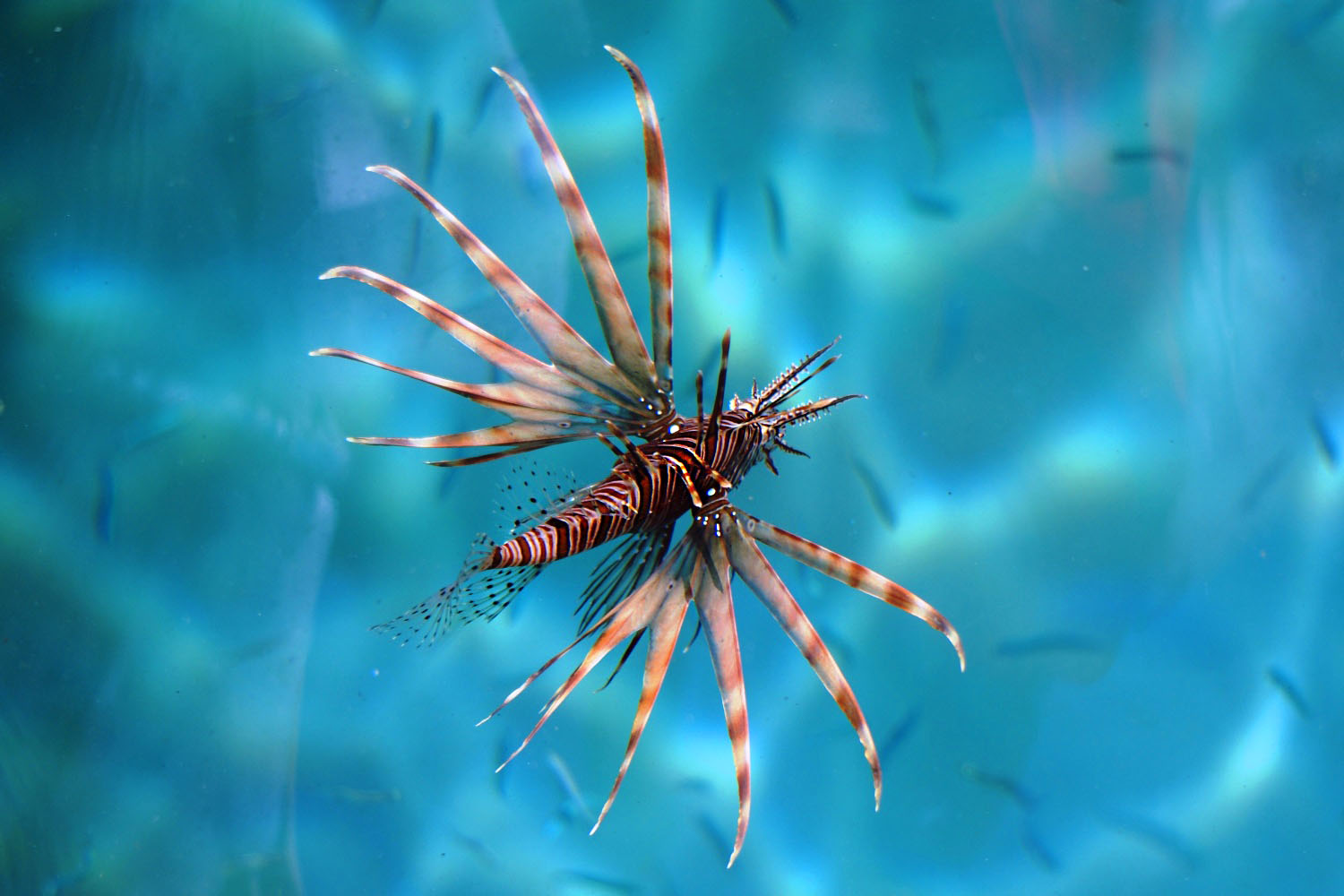 Feuerfisch-Hurgada-Aegypten