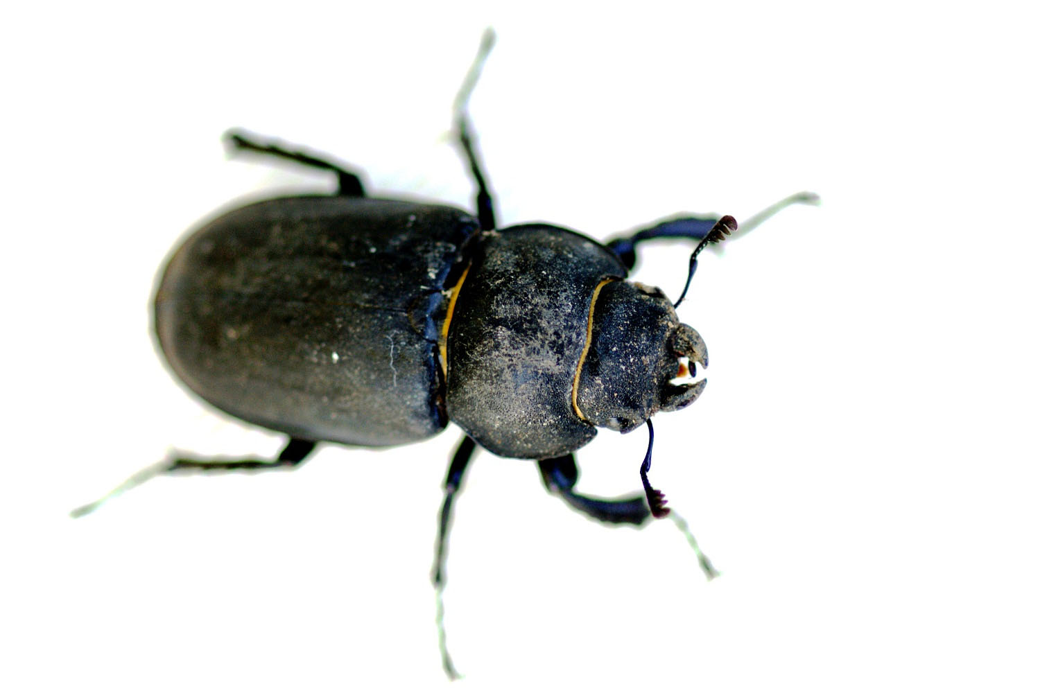 Mistkaefer-Comano-Schweiz