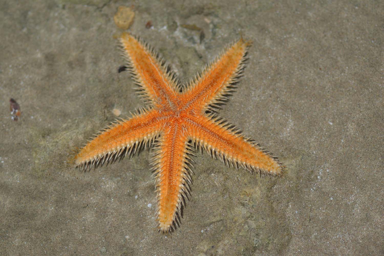 Seestern-Rotes-Meer-Aegypten