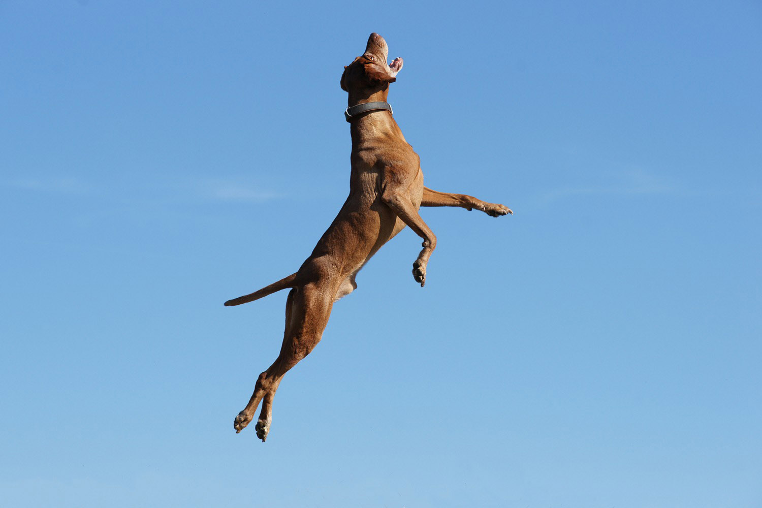 Vizsla-Neiko-Huenenberg-Schweiz