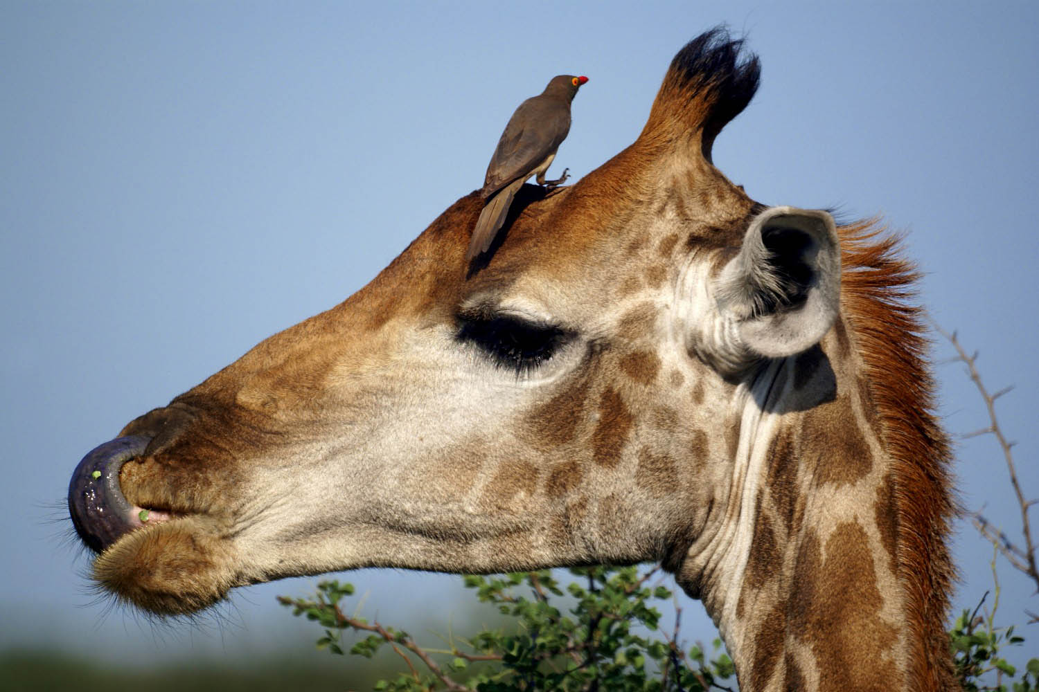 Giraffe-mit-Madenhacker-Kruger-Nationalpark-Suedafrika