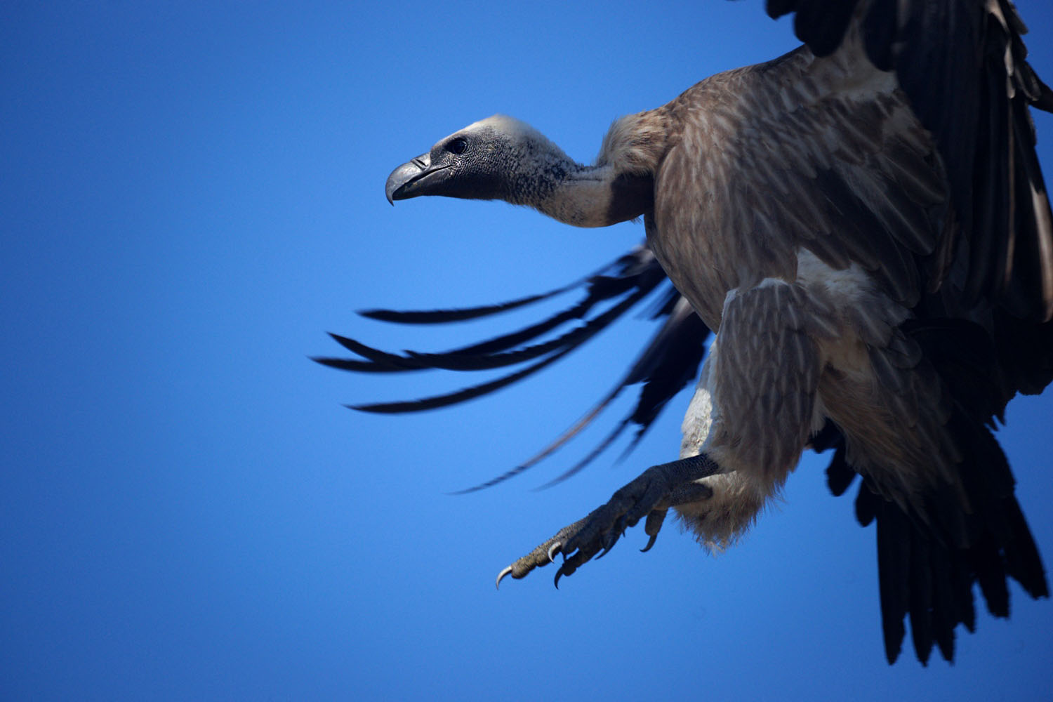 Kapgeier-Moremi-Game-Reserve-Botswana