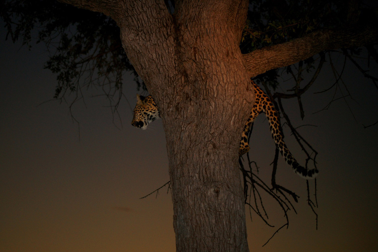 Leopard-Linyanti-Botswana