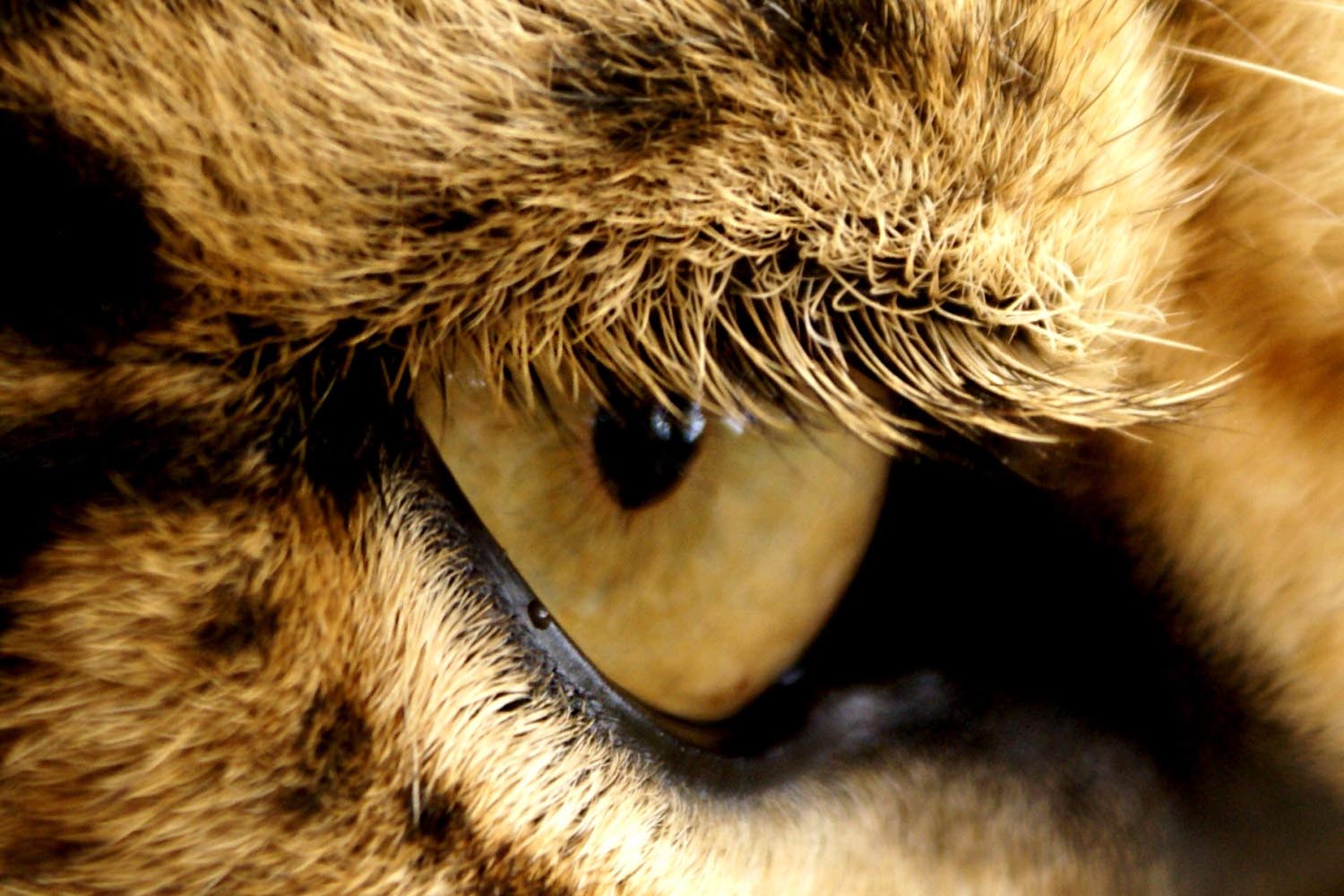 Leopardenauge-Hoedspruit-Suedafrika