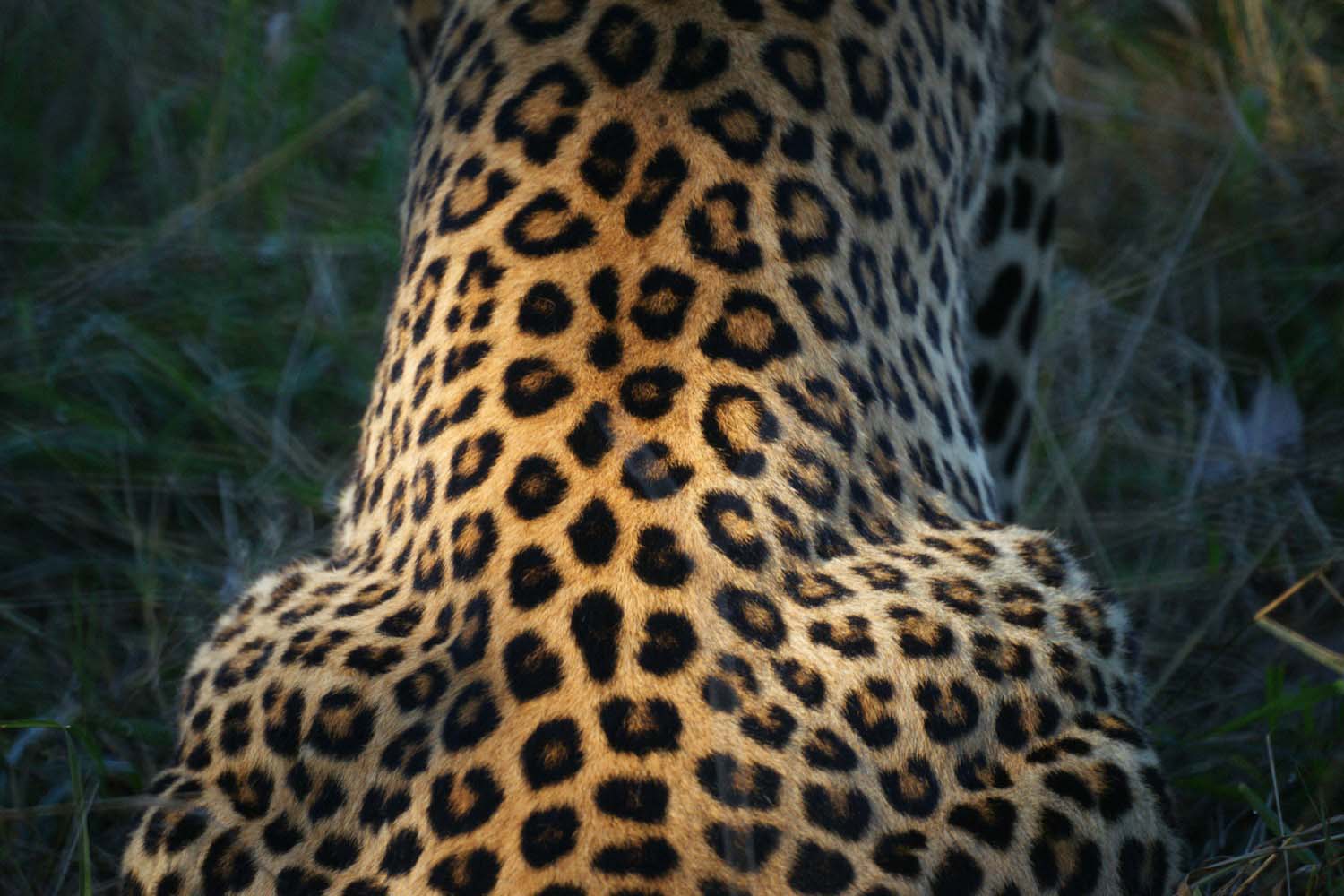 Leopardenruecken-Okavango-Delta-Botswana