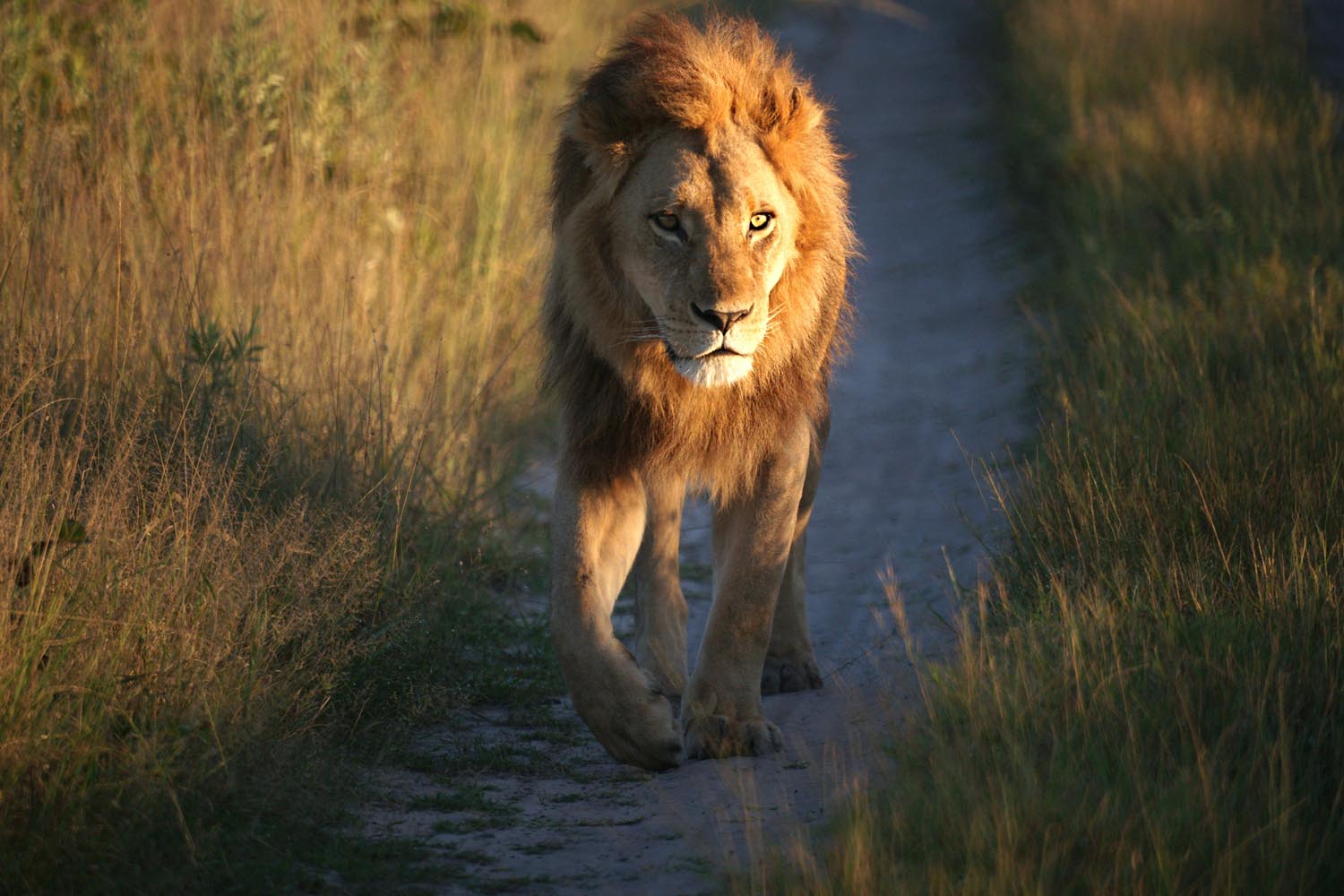 Loewe-Okavango-Delta-Botswana