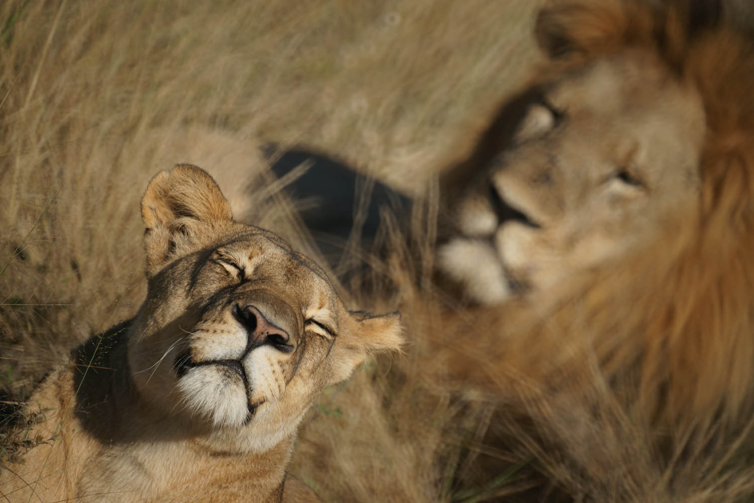 Loewenpaar-Moremi-Game-Reserve-Botswana