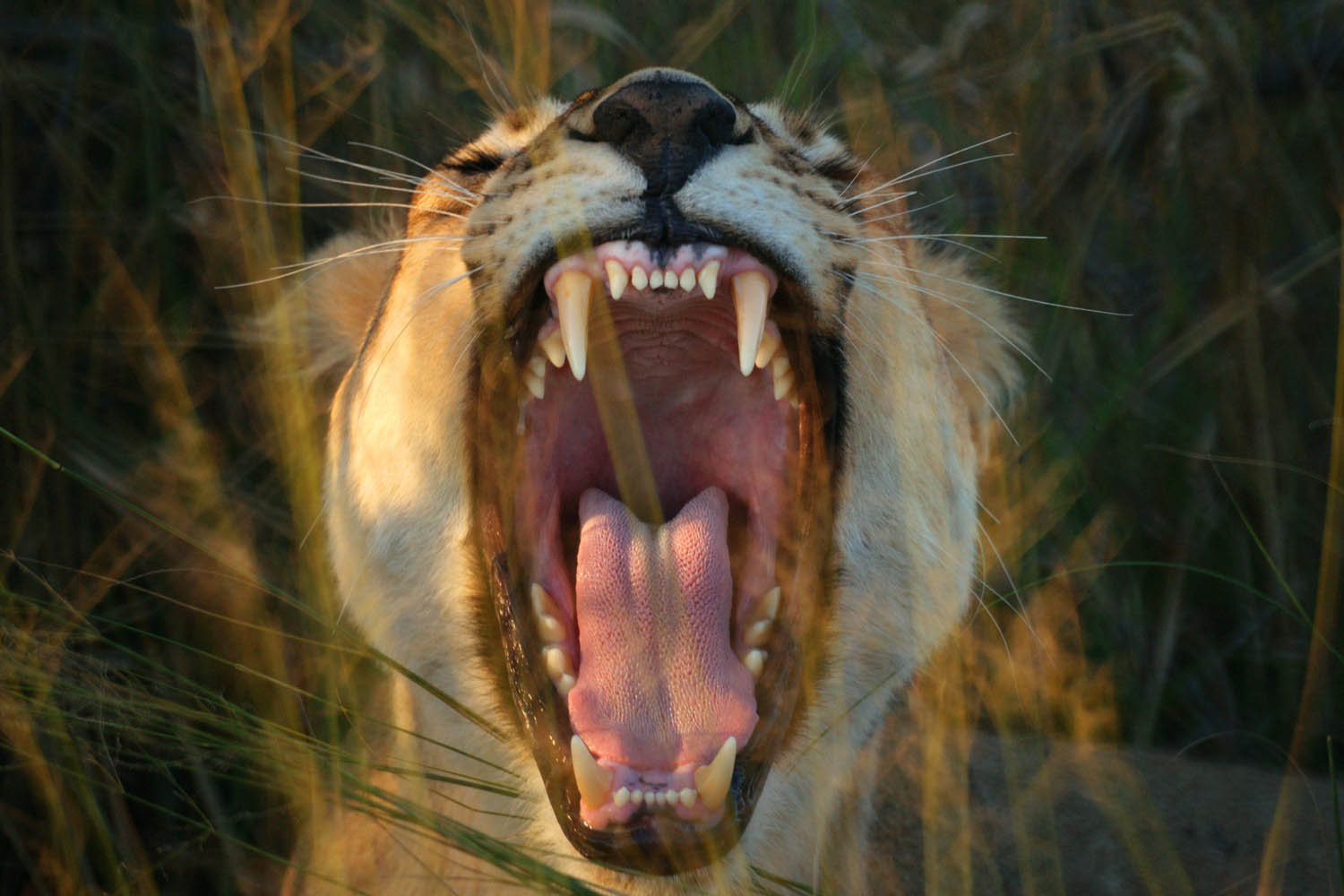 Loewin-Okavango-Delta-Botswana