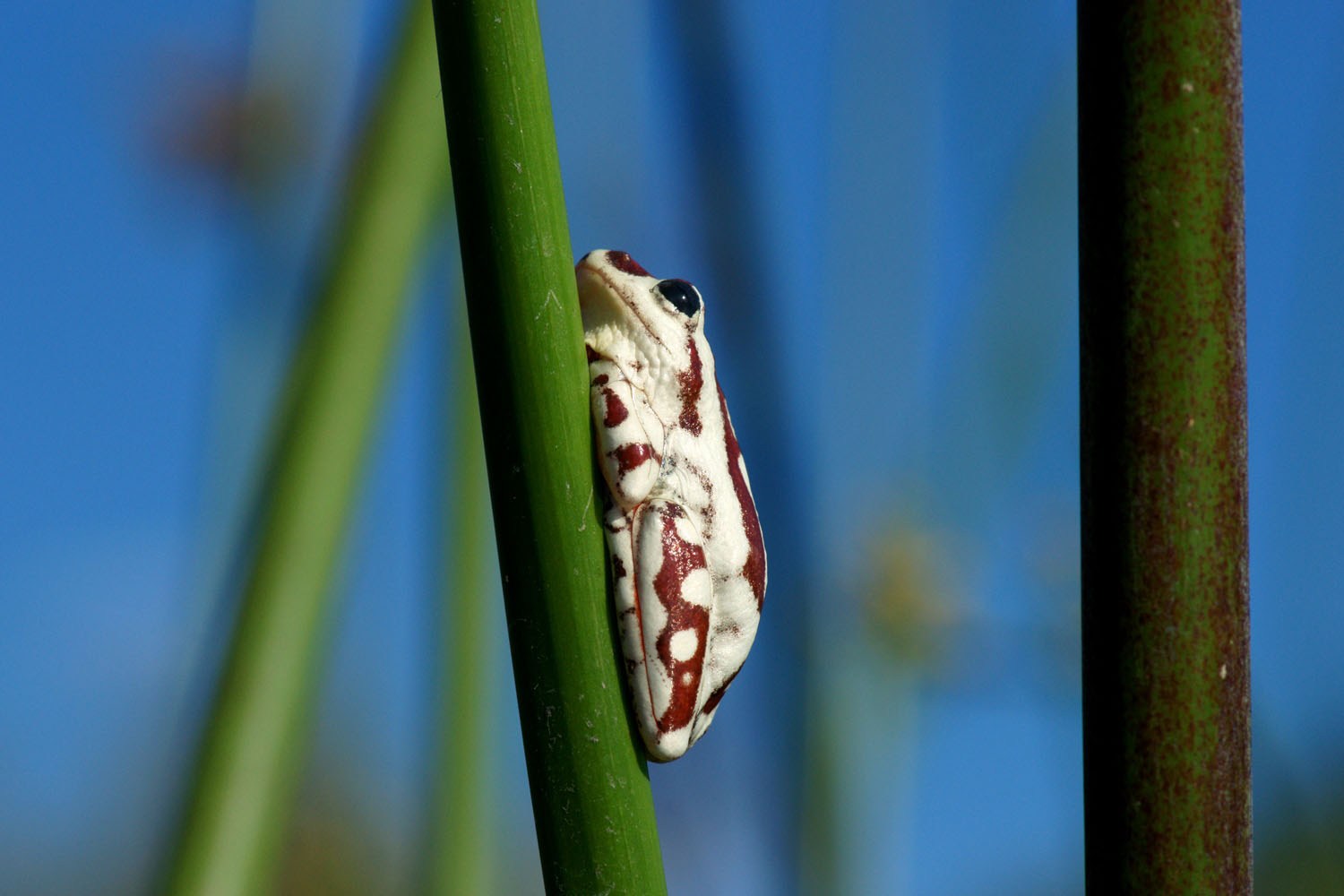Riedfrosch-Okavango-Delta-Botswana