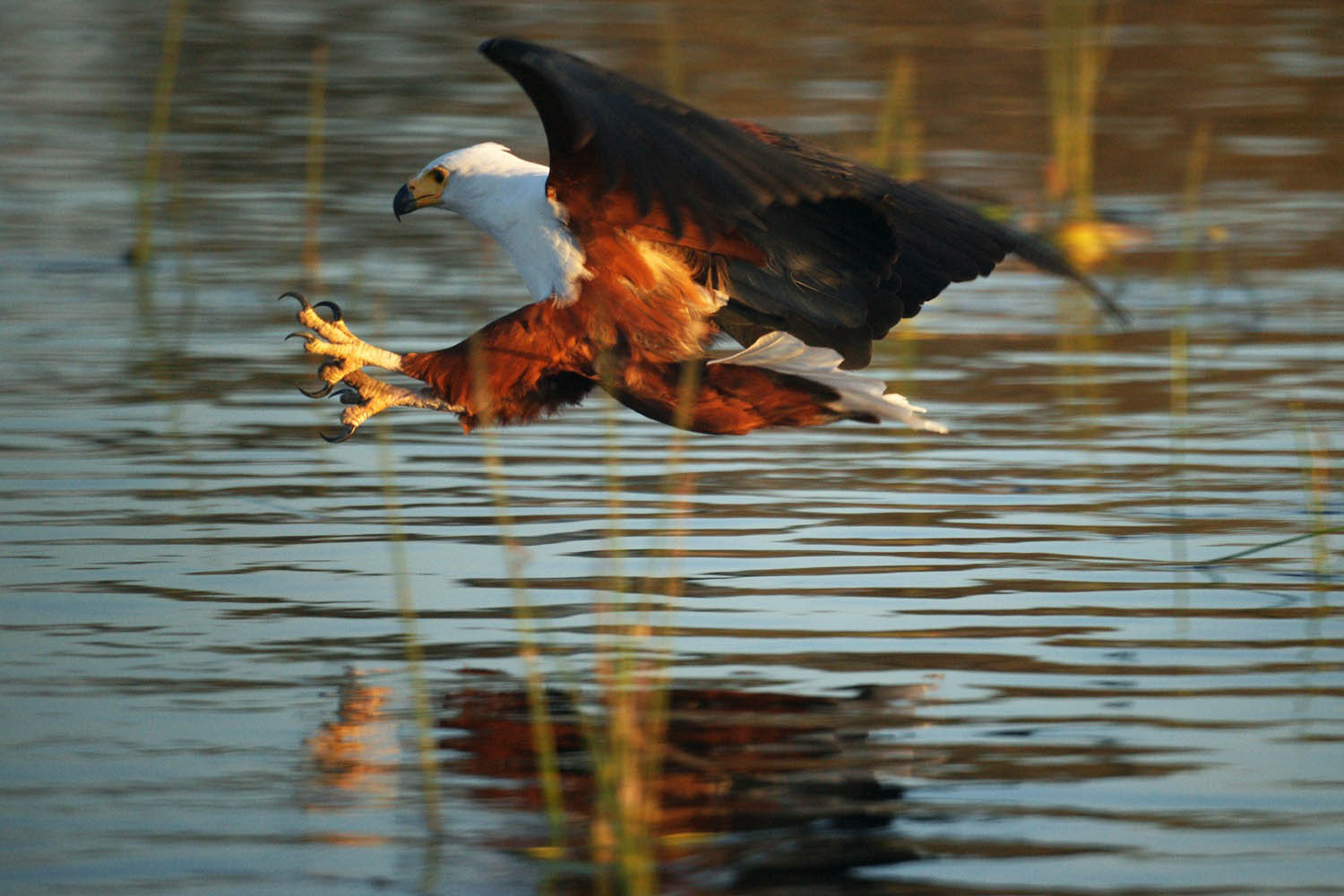 Schreiseeadler-Okavango-Delta-Botswana
