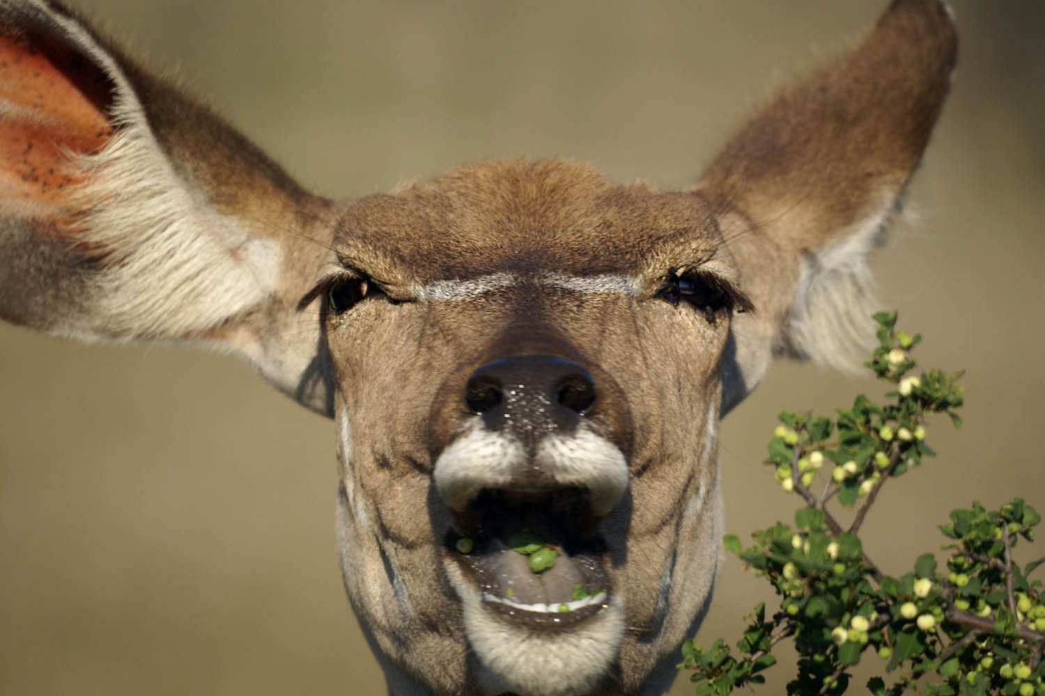 Wasserbock-Kruger-Nationalpark-Suedafrika