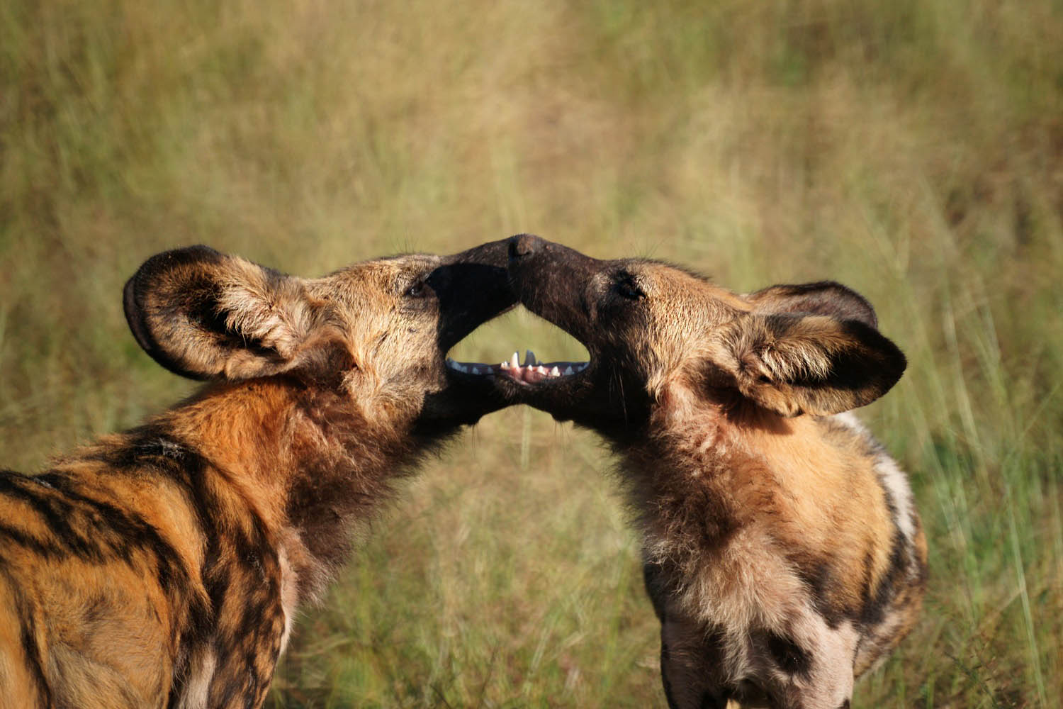 Wildhunde-Moremi-Game-Reserve-Botswana
