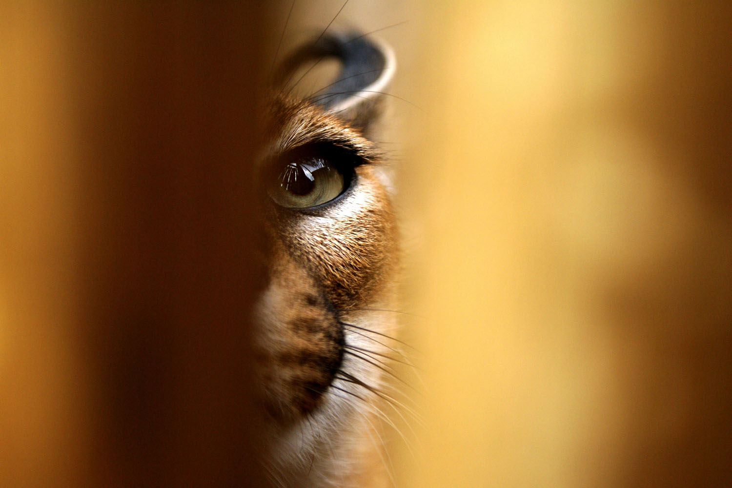 Wuestenluchs-Hoedspruit-Suedafrika